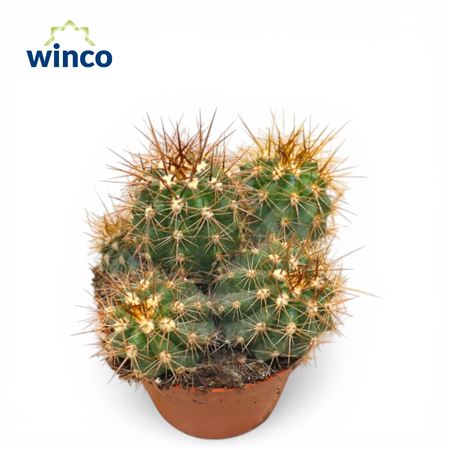 Trichocereus Atacanamensis (group)
