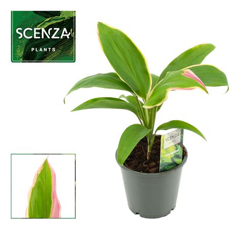 Cordyline Marshmallow Queen