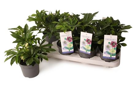 Helleborus Or White Spotted