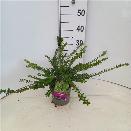 Lonicera Nitida Maigrün
