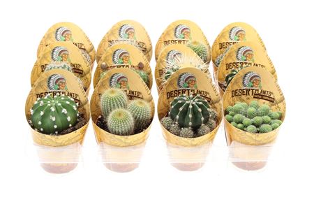 Potcover Desert Plants Bol Mix
