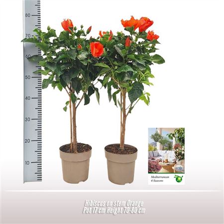 Hibiscus Orange On Stem