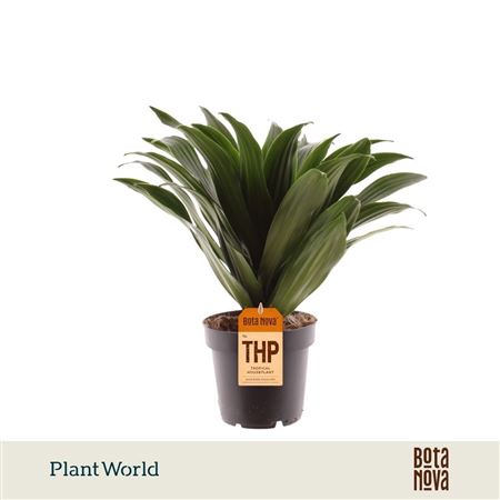 Dracaena Fragrans Compacta