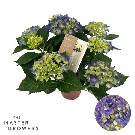 Hydrangea Ma Hi Ocean Blue 5+