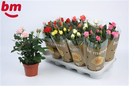 Rosa Beau Monde Mix