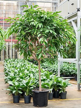 Ficus Binnendijkii 'amstel King'