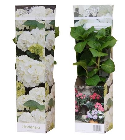 Hydrangea Ma Wudu White Young Plants