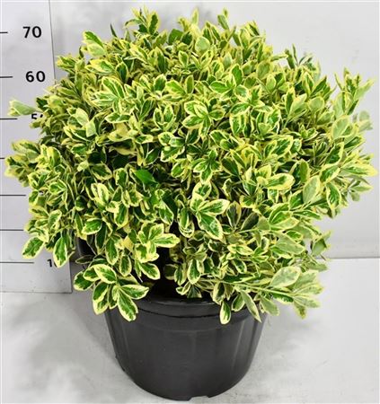 Euonymus Jap Bravo