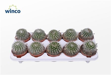 Parodia Sucineus Albispinus