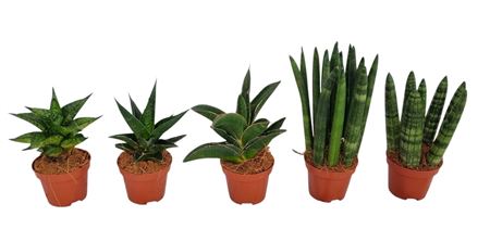 Sansevieria Groen Mix