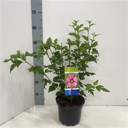 Hibiscus Syr Woodbridge