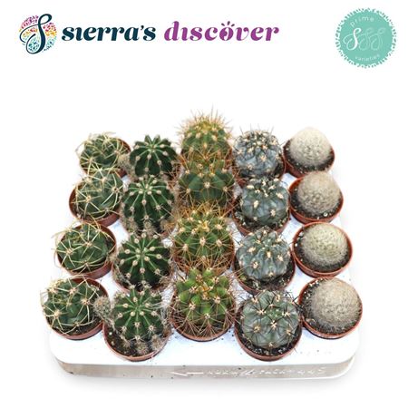 Cactus Mix Granada (discover)