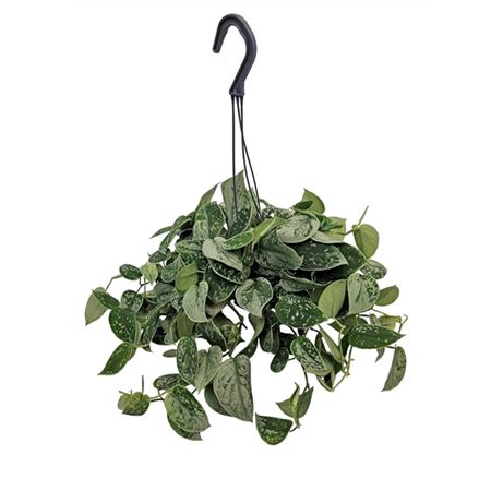 Scindapsus Silvery Ann Hanging Pot