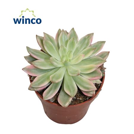 Echeveria Mediba Variegata