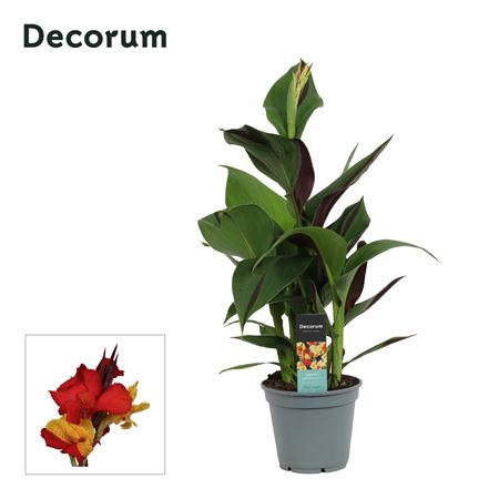 Canna Cleopatra (decorum)