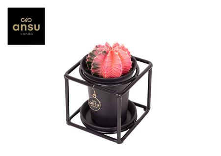 Gymno Variegated In Design Frame