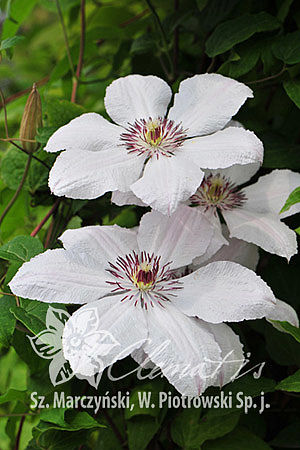 Клематис гибридный Ян Павел Ii