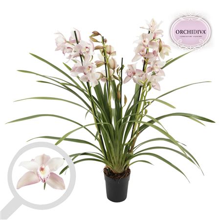 Cymbidium 4st Light Pink