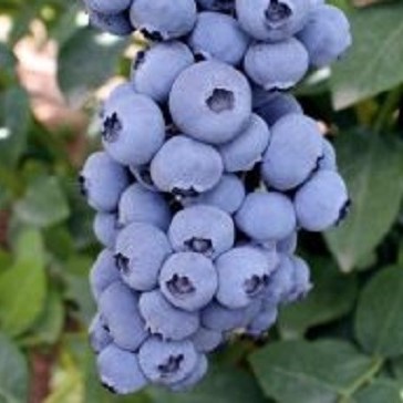 Голубика высокорослая Драпер