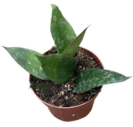 Hoya Caudata