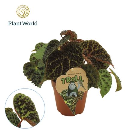 Begonia Rex Ferox