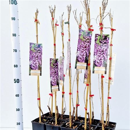 Wisteria Floribunda Rosea On Stick