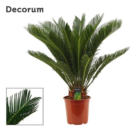 Cycas Revoluta 17+ (decorum)