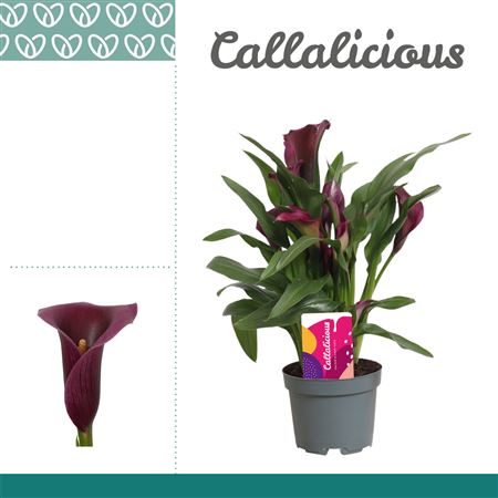 Zantedeschia Purple Grape Velvet