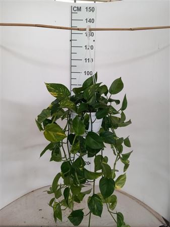 Подвесной горшок для сциндапсуса золотистого