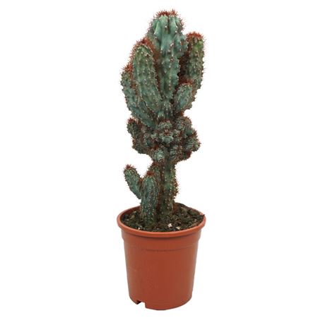Cereus Peruvianus Monstrosus