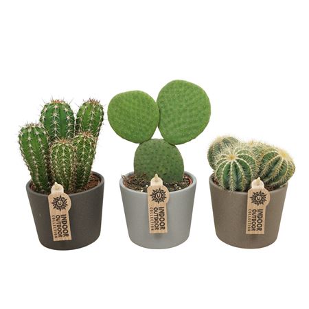 Cactus Mix In Kermaic