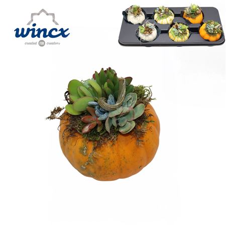 Wincx® - Pumpkin Arrangements Mix (l)