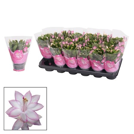 Schlumbergera Pink Ton Sur Ton