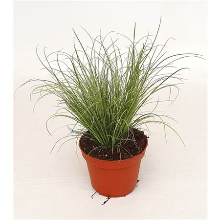 Carex Frosted Curls