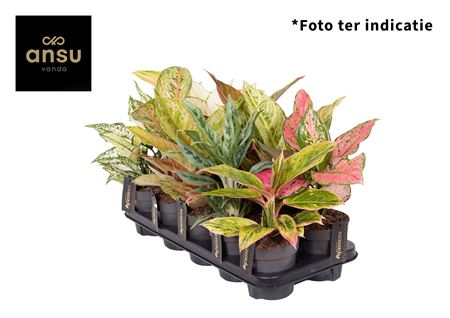 Aglaonema Mix Exclusive