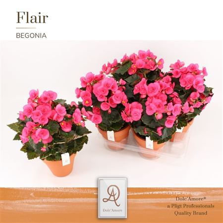 Begonia Adonia (dolc'amore)