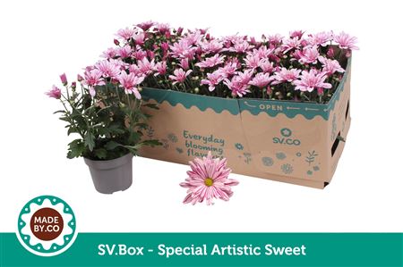 Chrys Special Artistic Sweet In Sv.box
