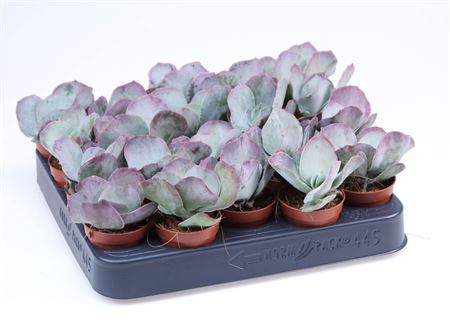 Cotyledon Orbiculata Red Flame
