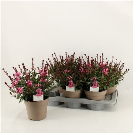 Gaura Cerise