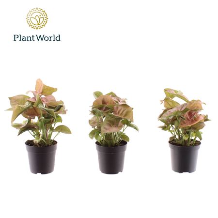 Syngonium Neon Robusta (decorum)