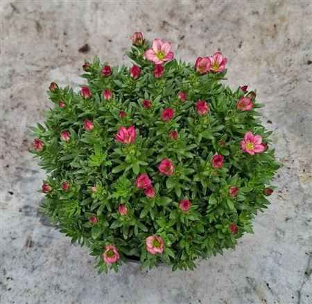Saxifraga Saxony Red