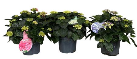 Hydrangea Ma Mix 12+