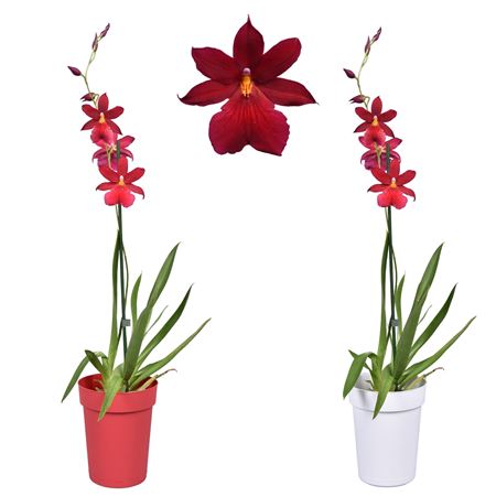 Cambria 1st Nelly Isler In Red And White Pot