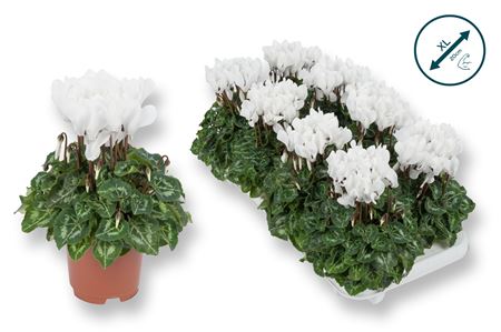 Cyclamen Compact White