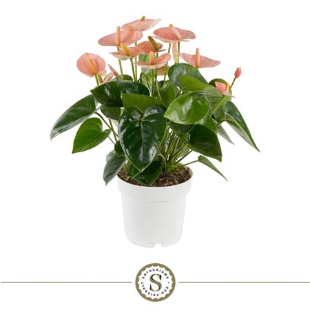 Anth An Spirit 5+ Ecobox (stolk)