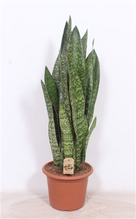 Sansevieria Jiboia