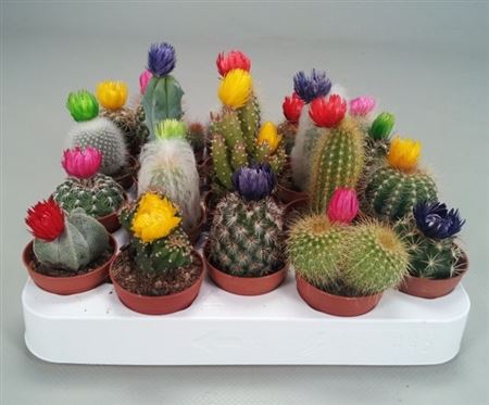 Cactus Dryflowers Mix (novi)