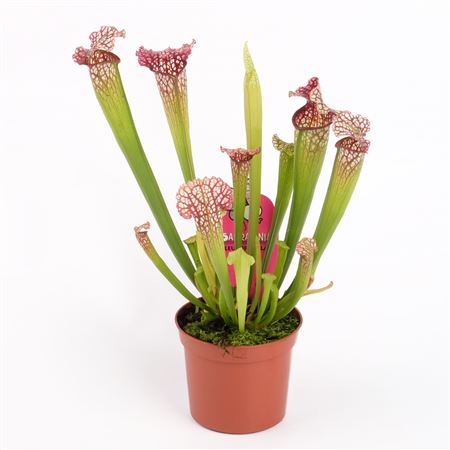 Sarracenia Leucophylla