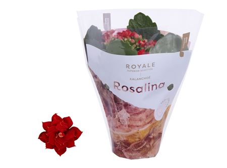 Kal Ros Royale Red