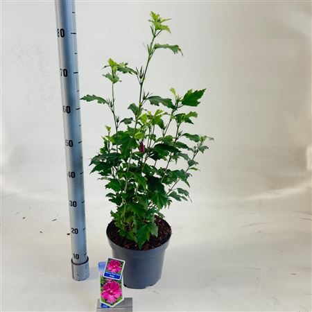 Hibiscus Syr Flower Tower Ruby